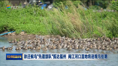 秋迁候鸟“先遣部队”抵达福州 闽江河口湿地将迎观鸟佳期