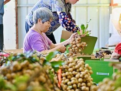 福清2万亩龙眼甜蜜上市