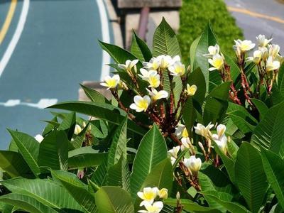 福州8月赏花线路发布 可赏睡莲、姜荷花、紫薇、复羽叶栾等