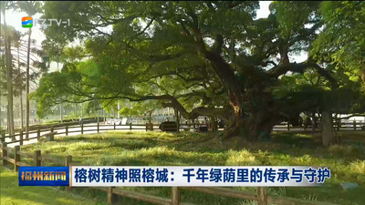 榕树精神照榕城：千年绿荫里的传承与守护
