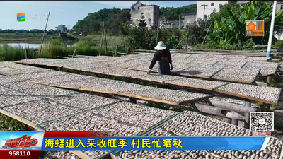 海蛏进入采收旺季 村民忙晒秋