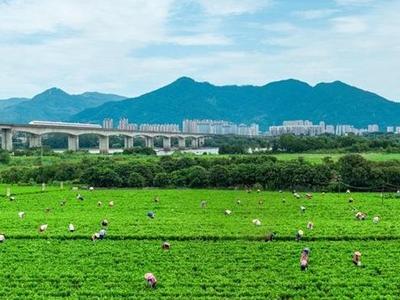 向世界敬一杯“福州茶”