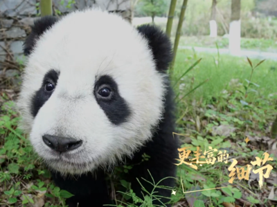 四川卫视4K超高清频道开播