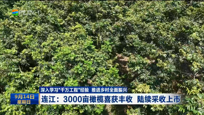 连江：3000亩橄榄喜获丰收 陆续采收上市