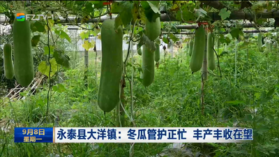 永泰县大洋镇：冬瓜管护正忙 丰产丰收在望