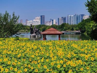 硫華菊、向日葵等爭奇斗艷 花海公園迎來賞花季