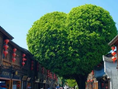一城山水福满地，首善鼓楼等您来｜福州县（市）区长带你游鼓楼篇