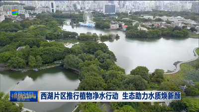 西湖片區推行植物凈水行動 生態助力水質煥新顏