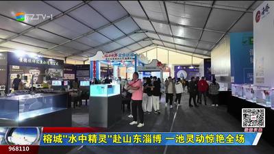 榕城“水中精灵”赴山东淄博 一池灵动惊艳全场