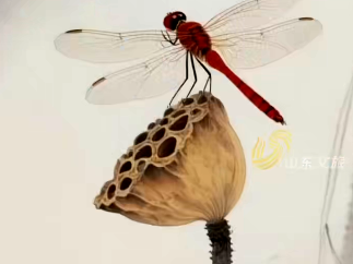 中国画里话节气｜《秋塘露冷》遇白露 笔墨勾勒初秋之美