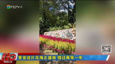 晋安这片花海正盛放 错过再等一年