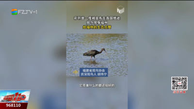 国家一级保护动物彩鹮现身福州！