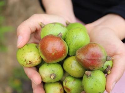 福州“东方橄榄油”远销海外