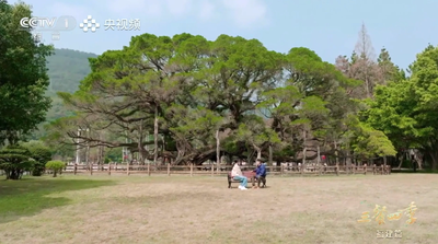 《三餐四季》福建篇之福州榕树
