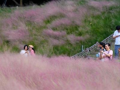 粉黛乱子草开花迎秋日