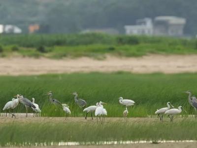 中国自然资源报头版头条关注闽江河口湿地：牢记嘱托绘就生态新画卷