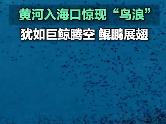 黄河入海口惊现“鸟浪”，犹如巨鲸腾空、鲲鹏展翅