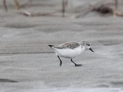 今秋最早“访客”！极危勺嘴鹬飞抵闽江河口湿地