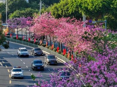 远洋路国货东路300余株美人树进入盛花期