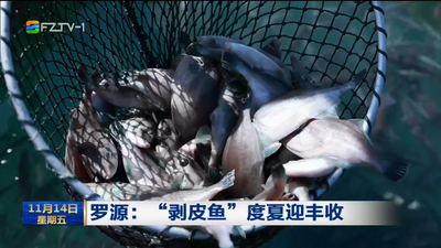 罗源：“剥皮鱼”度夏迎丰收