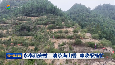 永泰西安村：油茶满山香 丰收采摘忙
