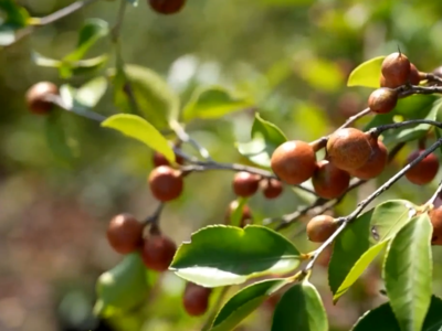 央视关注永泰：14万亩油茶迎采收期 机械化作业提升效率