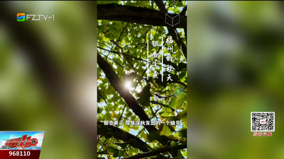 请查收！这封金色的“深秋来杏”