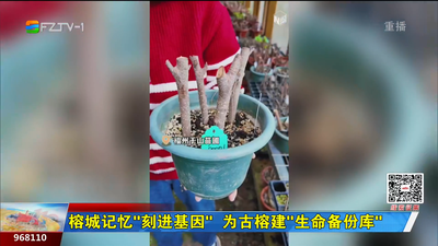 榕城记忆“刻进基因” 为古榕建“生命备份库”
