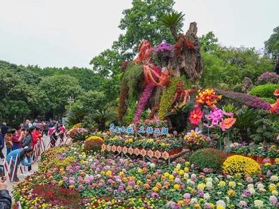 西湖菊展周五开幕 “花”样百出等你来