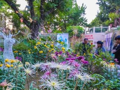 晋安河公园举办小型菊展 持续到12月2日