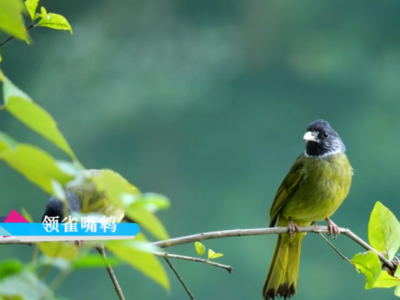 靈動(dòng)福州，生態(tài)之美！解鎖城市《飛鳥集》