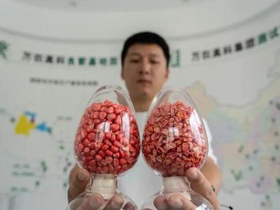 首次大批量出口，福州甜玉米种子丫好！