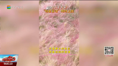 限定“多巴胺浪漫”！福州这片粉色花海进入最佳观赏期