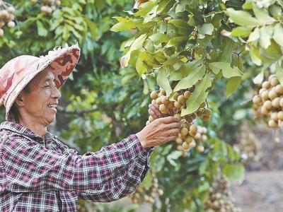 晚熟龙眼有点甜 错峰上市受青睐