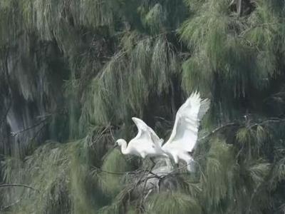 央视关注福州：万里长空结队行 候鸟南迁正当时