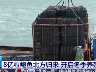 央视关注连江：8亿粒鲍鱼北方归来 开启冬季养殖季