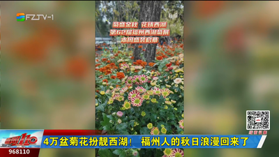 4万盆菊花扮靓西湖！福州人的秋日浪漫回来了