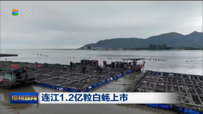 连江1.2亿粒白蚝上市
