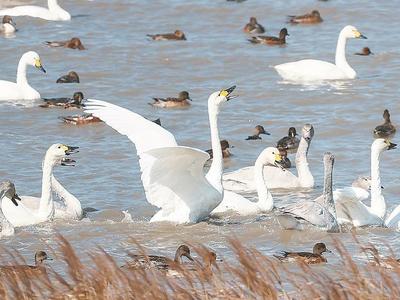闽江河口国家湿地公园现“鸟浪”景观