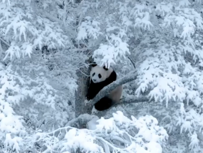 大熊猫贤贤首次带崽雪中亮相