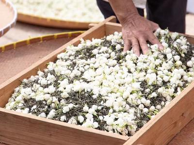 行动方案印发 福州将打造世界茉莉花茶文化中心