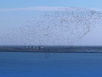 ​万鸟齐鸣 衡水湖奏起自然交响
