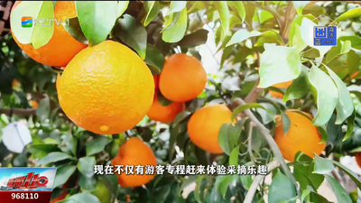 一口爆汁！起步镇“红美人”甜蜜上线