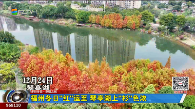 福州冬日“红”运至 琴亭湖上“杉”色浓
