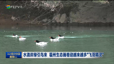 水清岸绿引鸟来 福州生态画卷迎越来越多“飞羽精灵”