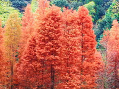 闽清古洋村水杉正当“红”