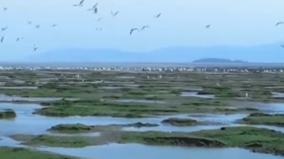 时隔多年 闽江河口湿地再见国家一级保护动物彩鹮