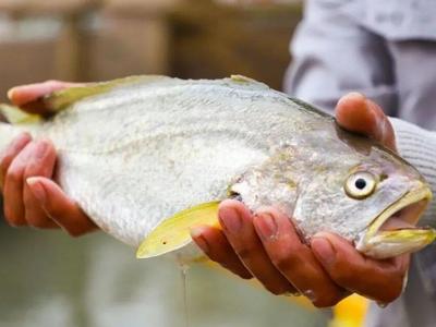 连江深远海养殖大黄鱼火热上市