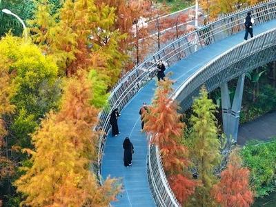 福道“煥彩”！賞景“快車道”已開通