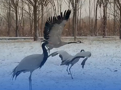 ​美丽河北见证官在衡水湖拍下雪中鸟儿